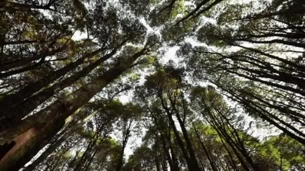 Снимок Высоких Деревьев Лесу Пуэрто Блест Барилоче Патагония Аргентина Естественная — стоковое видео