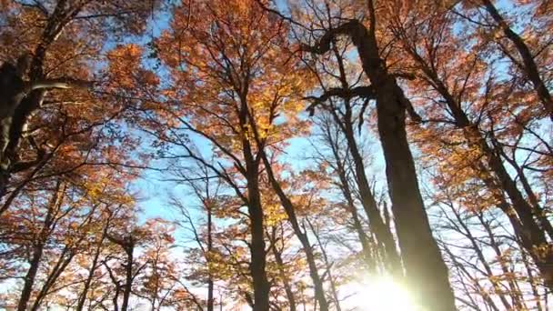 Ідилічний Осінній Ліс Вид Ліси Nothofagus Заході Сонця Яскраві Осінні — стокове відео