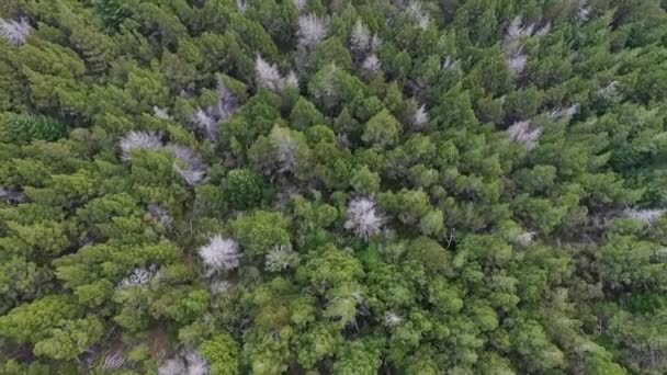 Erdei Háttér Levegő Tetejére Kilátás Nyílik Zöld Fenyőfák Erdők Hegyekben — Stock videók
