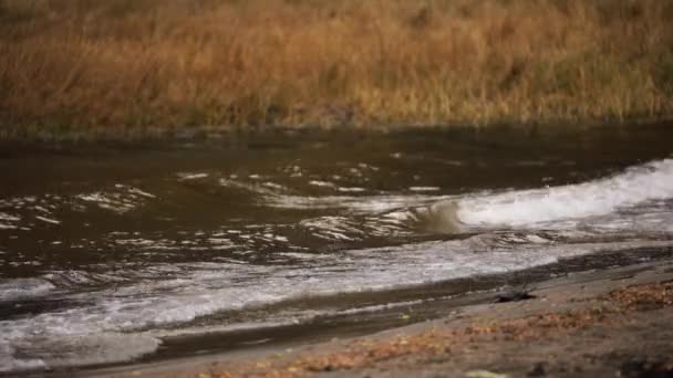 Красивий Вид Озеро Хвилі Осінній День — стокове відео