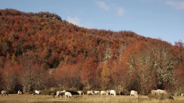 Çiftlik Hayvanları Endüstrisi Sonbaharda Sarı Çayırlarda Otlayan Koyun Sürüsünün Görüntüsü — Stok video