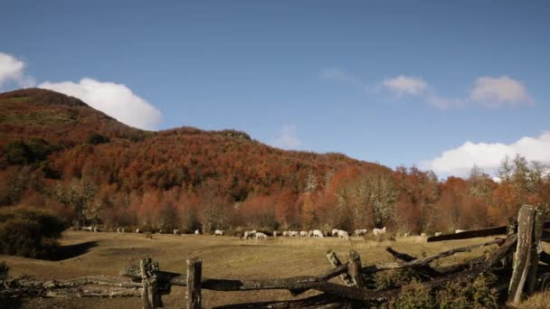 Paisagem Rural Vista Bando Ovelhas Pastando Prado Amarelo Outono Floresta — Vídeo de Stock