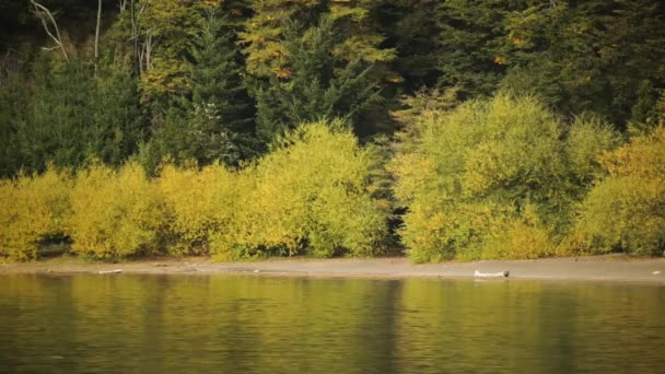 Paysage Serein Vue Rapprochée Végétation Forestière Lac Tranquille — Video