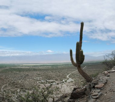 Issız çöl manzarası. Dev bir kaktüsün görüntüsü, Echinopsis atacamensis, Cardon olarak da bilinir, dağda çok yüksekte yetişir. Arka planda Quilmes 'in Aborjinler şehri kalıntıları var..  