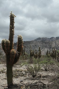 Egzotik bitki örtüsü. Quilmes şehrinde büyüyen, yerel halk tarafından Cardon olarak adlandırılan dev kaktüs Echinopsis atacamensis, dağların yüksek kesimlerinde harabe oluşturur..