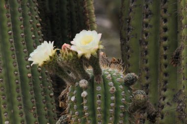 Egzotik bitki örtüsü. Dev kaktüslerin yakından görünüşü, Echinopsis atacamensis, yaygın olarak Cardon olarak bilinir, güzel çiçek tomurcukları, beyaz ve sarı taç yaprakları, çölde çiçek açarlar.. 