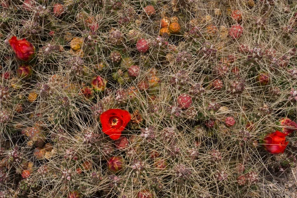 自然な質感とパターン Opuntia Longispinaサボテン 美しい食感 果物や赤い花が咲くとして知られているTunilla Corrugataのクローズアップビュー私 — ストック写真