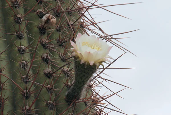 异族植物 在沙漠中盛开的巨大仙人掌 通常被称为 Cardon 的金银花 长长的荆棘和美丽的白花和黄色花瓣 — 图库照片
