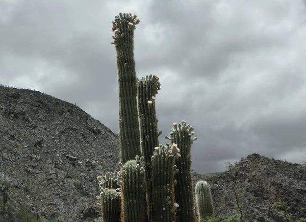 弗洛拉巨大的沙漠仙人掌植物 在沙漠和山中的仙人掌 — 图库照片