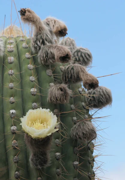 Egzotikus Flóra Közelkép Óriás Kaktusz Echinopsis Atacamensis Közismert Nevén Cardon — Stock Fotó