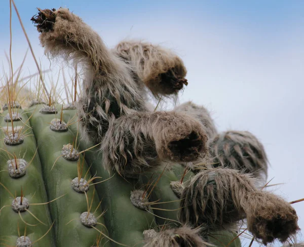 Exotische Flora Großaufnahme Eines Riesigen Kaktus Echinopsis Atacamensis Auch Bekannt — Stockfoto