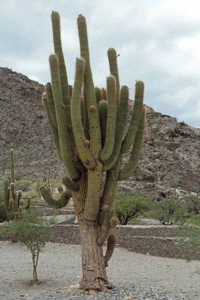 Exotische Flora Riesiger Kaktus Echinopsis Atacamensis Von Einheimischen Cardon Genannt — Stockfoto