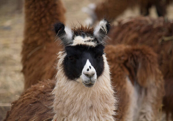 Andean wildlife. Portrait of a llama lIts beautiful brown, black and white fur.