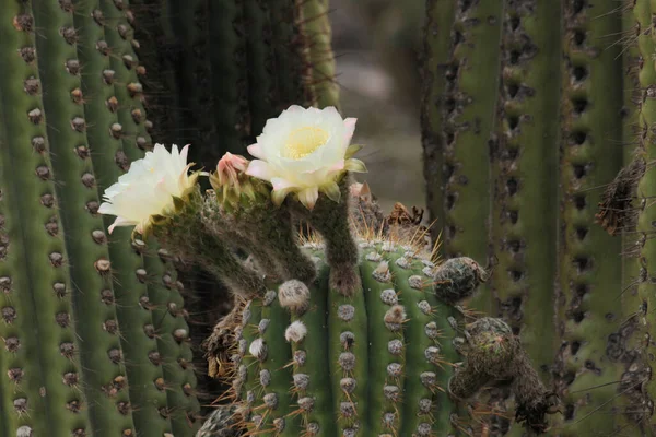 异族植物 在沙漠中盛开的巨大仙人掌 通常被称为 Cardon 的金银花 美丽的花蕾以及白色和黄色花瓣的花朵 — 图库照片