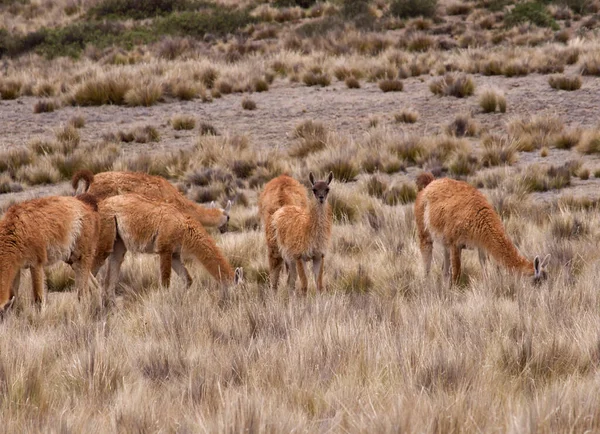 Die Tierwelt Der Anden Guanacos Herde Weidet Goldenen Berggrasland — Stockfoto