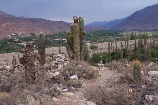 stock image Desert landscape and altiplano flora. Cacti. View of giant cactus Echinopsis atacamensis, also known as Cardon by locals, growing in the arid mountains in Tilcara, Jujuy, Argentina. 