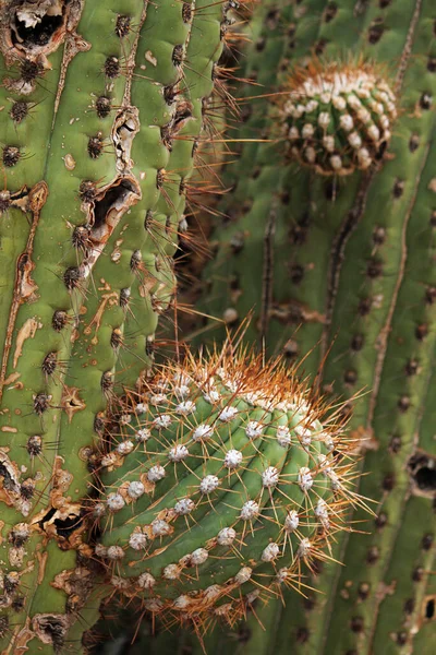 エキゾチックな植物 巨大なサボテンのクローズアップビュー 一般的にカルドン 美しい緑の色 長い赤いとげともやしとして知られ 乾燥した砂漠で成長します — ストック写真