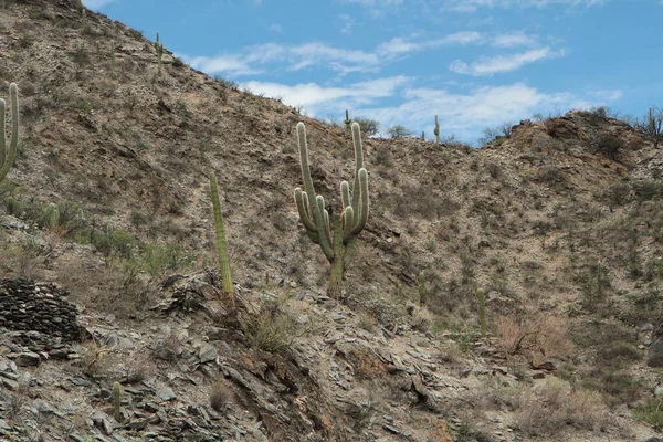奇异的沙漠植物 在干旱的岩石群山中生长的巨大仙人掌 当地人称之为 Cardon — 图库照片