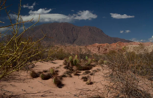 Очаровательный Вид Пустыню Красный Песок Засушливая Долина Кустарники Кактус Опунция — стоковое фото