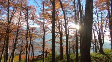 Sonbaharda günbatımında orman ağaçlarının manzarası. Orman yeşilliklerinde sonbahar renkleri. Saklanan güneş güzel bir mercek patlaması yaratır..
