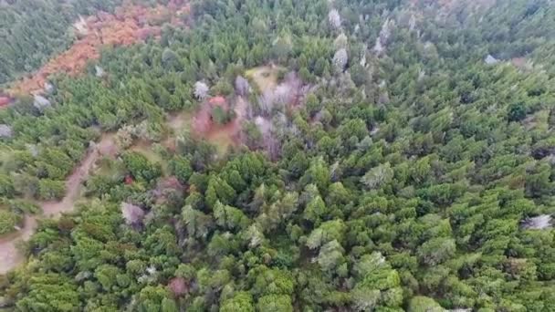 Orman Geçmişi Tepelerdeki Yeşil Çam Ağaçlarının Havadan Görünüşü — Stok video