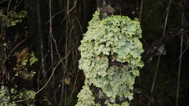 植物学だ 森の中の木の幹に生えている地衣類のクローズアップ — ストック動画