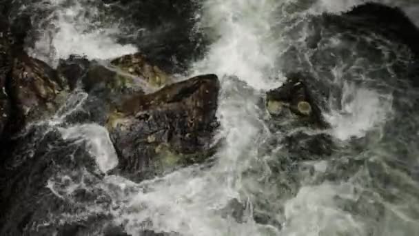 Riacho Floresta Vista Perto Água Que Flui Leito Rochoso Rio — Vídeo de Stock