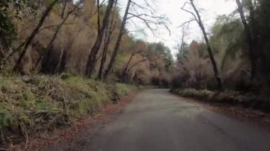 Seyahat ediyorum. Sonbaharda orman boyunca toprak yol boyunca giden bir arabanın bakış açısı.