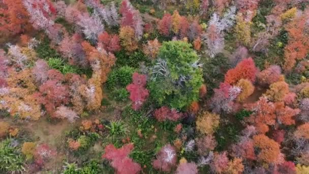 Colores Otoñales Los Árboles Del Bosque Vista Aérea Del Bosque — Vídeos de Stock