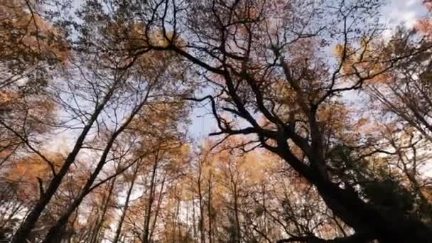 秋の森 低い角度で撮影され 美しい赤 オレンジの葉で森の中の木を喘ぐ — ストック動画