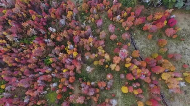 Herfst Kleuren Bosbomen Bovenaanzicht Vanuit Lucht Het Bos Tijdens Herfst — Stockvideo