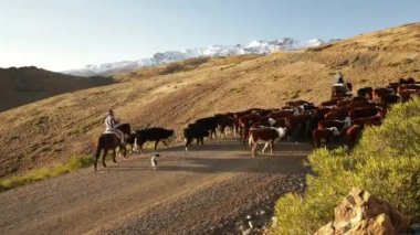 Sığır endüstrisi. At süren bir grup sığır ve buzağıya binen, dağları aşan ve gün batımında Patagonya 'da çöl gezen Gaucholar görülüyor..