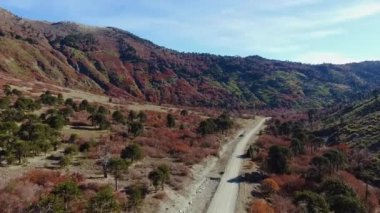 Patagonya 'da seyahat etmek. Sonbaharda vadiyi, tepeleri, Araucaria 'yı ve Nothofagus ağaçlarını gösteren hava manzarası. Bitki örtüsünde güzel sonbahar renkleri.