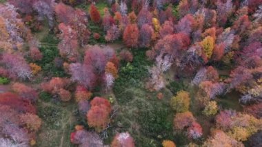 Orman ağaçlarında sonbahar renkleri. Sonbaharda ormanın havadan görünüşü. Güzel doku, desen ve sonbahar renkleri. 
