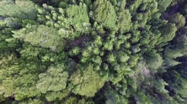 Yeşil orman. Ormandaki ağaçların yukarıdan görünüşü.