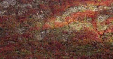 Sonbahar soyut arkaplanı. Sonbaharda Nothofagus dombeyi ve Pumilio Ormanı manzarası. Ağaçların yapraklarında güzel kırmızı, sarı ve turuncu renkler.