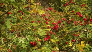 Botanik. Rosa Rubiginosa 'nın yakın görüntüsü, Rosa Mosqueta olarak da bilinir, yeşil yapraklar ve olgun kırmızı böğürtlenler, ormanda yetişiyor..