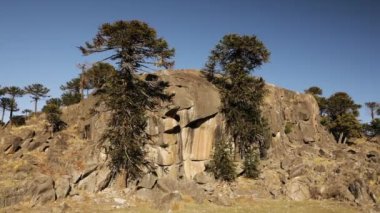 Patagonya 'daki kayalık uçurumlarda büyüyen dev Araucarias araucana..