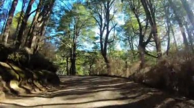 Sonbaharda orman boyunca toprak yol boyunca giden bir arabanın bakış açısı.