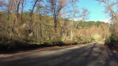 Sonbaharda orman boyunca toprak yol boyunca giden bir arabanın bakış açısı.