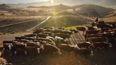 Sığır endüstrisi. Patagonya 'da gün batımında çölde ve dağlarda at süren iki sığır ve buzağı sürüsü görüyorum.. 
