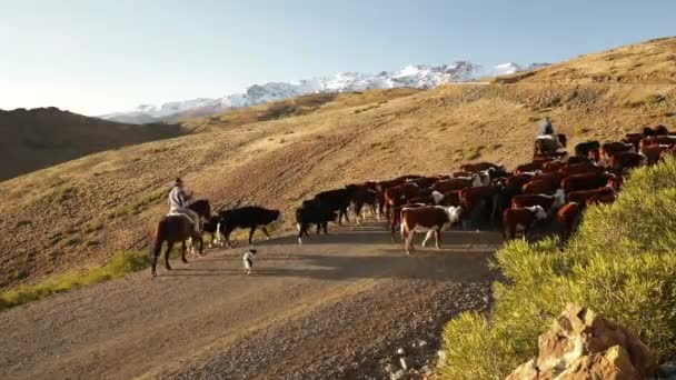 Βιομηχανία Βοοειδών Άποψη Γαύχου Ιππασίας Βοσκής Ομάδας Αγελάδων Και Μόσχων — Αρχείο Βίντεο