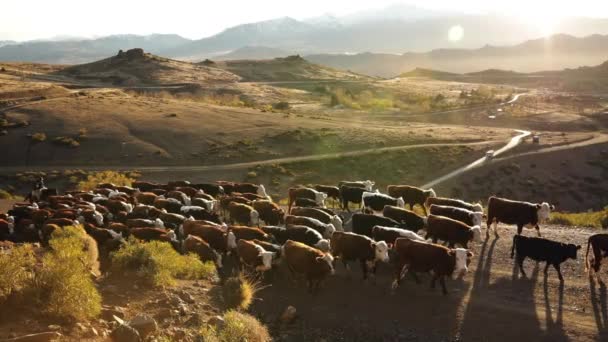 Industria Ganadera Vista Gauchos Montando Caballos Pastoreando Grupo Vacas Terneros — Vídeos de Stock