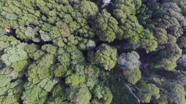 Het Groene Bos Luchtfoto Van Bomen Het Bos — Stockvideo