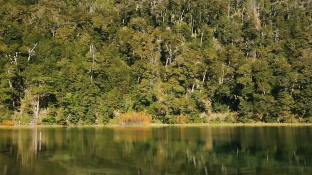 Lago Sereno Vista Panorámica Del Follaje Verde Del Bosque Superficie — Vídeos de Stock
