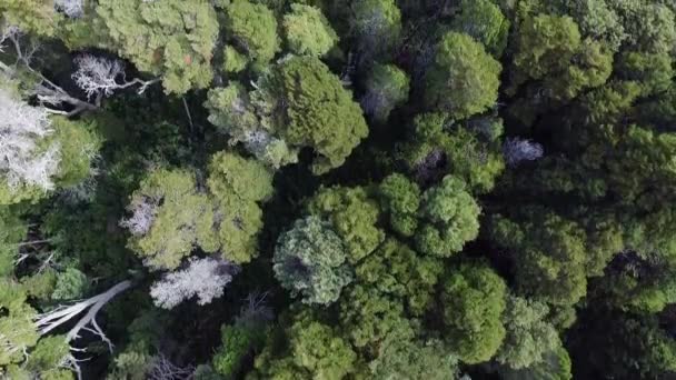 緑の森だ 森の木々の上空からの眺め — ストック動画