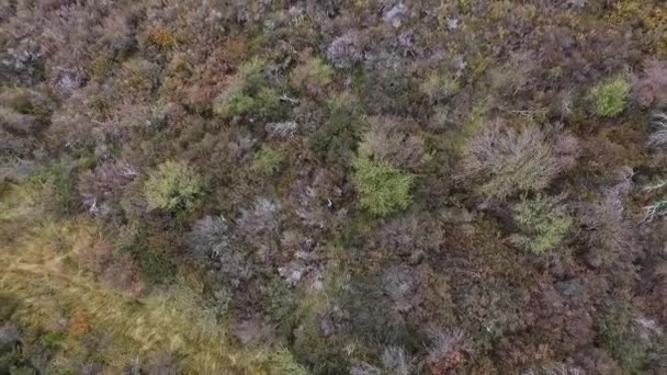 Lucht Uitzicht Weide Gras Struiken Groeien Het Veld Herfst Prachtige — Stockvideo