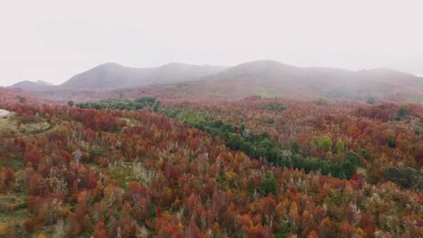 Patagonien Luftaufnahme Des Roten Waldes Herbst Einem Frühen Morgen Mit — Stockvideo