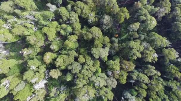 Het Groene Bos Bovenaanzicht Van Bomen Het Bos Vanuit Lucht — Stockvideo