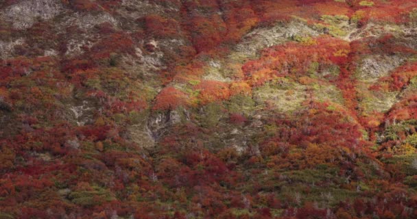 Abstracte Herfstachtergrond Uitzicht Het Nothofagus Dombeyi Pumilio Bos Herfst Mooie — Stockvideo